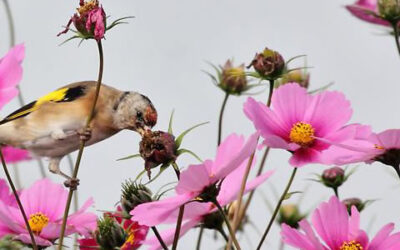 Meer vogels in de tuin? Twee keer negen tips