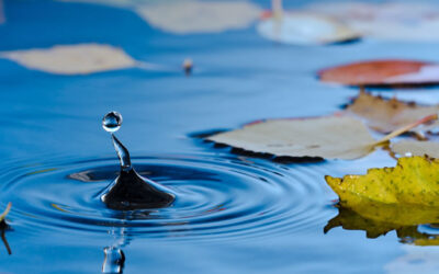 Tuin onderhoud november