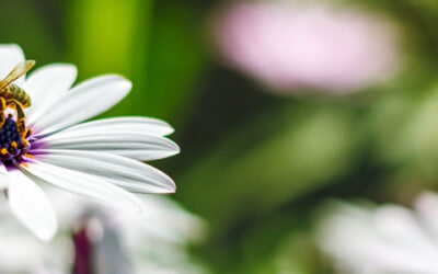 Tuintips voor augustus