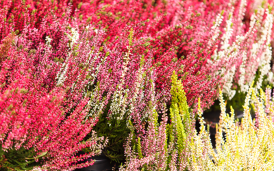 Planten in oktober