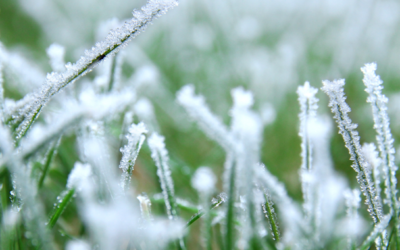 Onderhoud van de tuin in januari