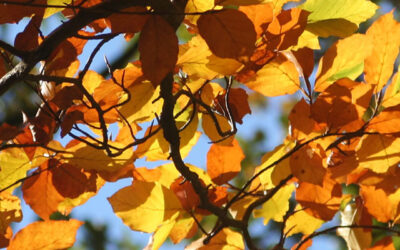 Planten in november: de beuk erin!