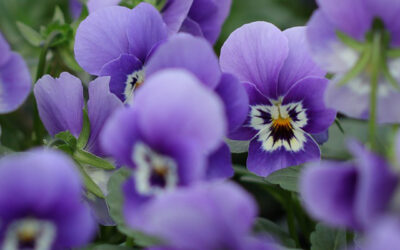 Planten februari