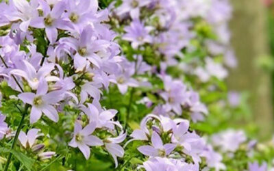 Kleurrijke bloemen mei